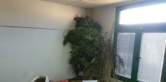 Με 25 κιλά χασίς και πέντε δενδρύλλια συνελήφθη 38χρονο στο Παναιτώλιο