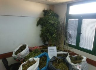 Με 25 κιλά χασίς και πέντε δενδρύλλια συνελήφθη 38χρονο στο Παναιτώλιο