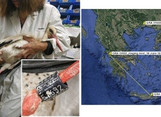 Η περιπέτεια ενός πελαργού που δακτυλιώθηκε στο Πεντάλοφο Μεσολογγίου