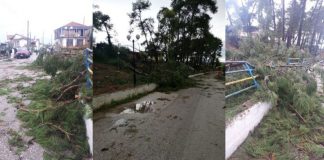 Η αδιαφορία συνεχίζεται για το άλσος Πενταλόφου και τα δέντρα πέφτουν