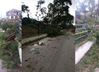 Η αδιαφορία συνεχίζεται για το άλσος Πενταλόφου και τα δέντρα πέφτουν