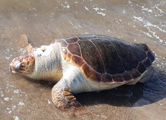 Θαλάσσιες Χελώνες Caretta-caretta: Οι δύο όψεις του ίδιου νομίσματος