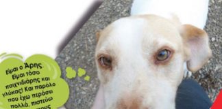 Δράσεις της Φιλοζωικής Οργάνωσης Αγρινίου