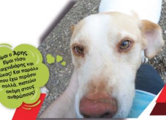 Δράσεις της Φιλοζωικής Οργάνωσης Αγρινίου