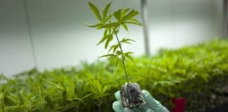 H πρώτη άδεια φαρμακευτικής κάνναβης στην Αιτωλοακαρνανία είναι γεγονός