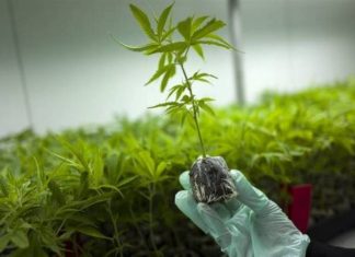 H πρώτη άδεια φαρμακευτικής κάνναβης στην Αιτωλοακαρνανία είναι γεγονός