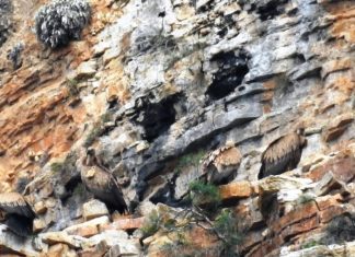 Καταγραφή όρνιων από τον Φορέα Διαχείρισης