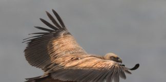 Δηλητήρια σκοτώνουν τους γύπες στα Όρη Βάλτου – Τουλάχιστον τρία όρνια νεκρά