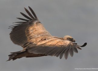 Στο ΥΜΕΠΕΡΑΑ δράση για την «ενίσχυση του τοπικού αναπαραγωγικού πληθυσμού του Όρνιου»