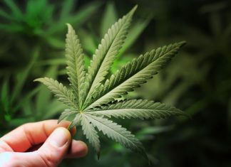 Κάνναβη Σε Χονδρική: Γιατί Είναι Η Επένδυση Που Αξίζει Να Κάνεις