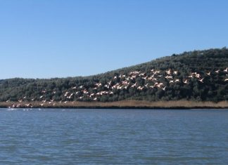 Συνεργασία των Φορέων Διαχείρισης για τις χειμερινές καταμετρήσεις υδρόβιων πουλιών