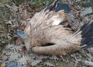 11 όρνια θύματα δηλητηρίασης στο φαράγγι της Κλεισούρας