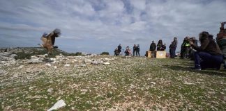 Επανένταξη των δηλητηριασμένων γυπών στον Αράκυνθο