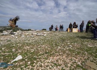 Επανένταξη των δηλητηριασμένων γυπών στον Αράκυνθο