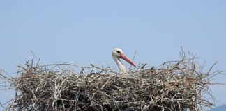 Καταγραφή φωλιών πελαργών 2020 από τον Φορέα Διαχείρισης Μεσολογγίου-Ακαρνανικών Ορέων