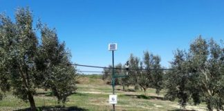 Ελιά Καλαμών: Άλμα της ανταγωνιστικότητας στο Καινούργιο με την ευφυή γεωργία