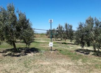 Ελιά Καλαμών: Άλμα της ανταγωνιστικότητας στο Καινούργιο με την ευφυή γεωργία