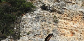 Συγκρατημένη αισιοδοξία για το μέλλον των απειλούμενων γυπών της Αιτωλοακαρνανίας