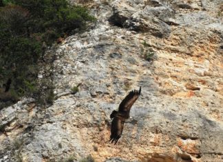 Συγκρατημένη αισιοδοξία για το μέλλον των απειλούμενων γυπών της Αιτωλοακαρνανίας