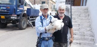 Με επιτυχία η ετήσια δακτυλίωση πελαργών από τον Φορέα Διαχείρισης Λιμνοθάλασσας Μεσολογγίου – Ακαρνανικών Ορέων