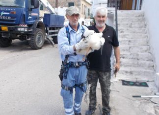 Με επιτυχία η ετήσια δακτυλίωση πελαργών από τον Φορέα Διαχείρισης Λιμνοθάλασσας Μεσολογγίου – Ακαρνανικών Ορέων