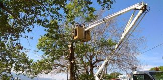 Ναύπακτος: Όχι μεταχρωματικό έλκος έδειξε η αυτοψία στον πλάτανο της Ψανής