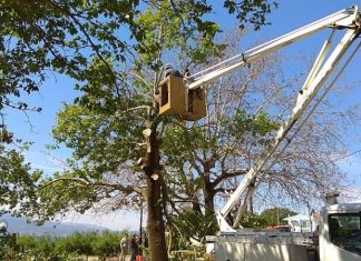 Ναύπακτος: Όχι μεταχρωματικό έλκος έδειξε η αυτοψία στον πλάτανο της Ψανής