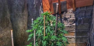 Σύλληψη καλλιεργητή ναρκωτικών στο Μεσολόγγι