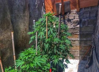 Σύλληψη καλλιεργητή ναρκωτικών στο Μεσολόγγι