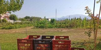 Ξεκινούν οι αιτήσεις για παραχώρηση κηποτεμαχίου στο Δημοτικό Λαχανόκηπο Αγρινίου