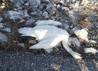 Καλώδια – παγίδα θανάτου για τους Αργυροπελεκάνους στη Λιμνοθάλασσα Μεσολογγίου