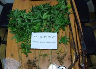 Συνελήφθη άνδρας σε χωριό του Αγρινίου με δενδρύλλια χασίς και καραμπίνες