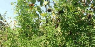 Συνελήφθη άνδρας στη Μάστρου για καλλιέργεια ναρκωτικών