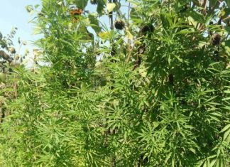 Συνελήφθη άνδρας στη Μάστρου για καλλιέργεια ναρκωτικών