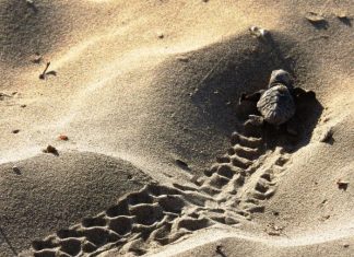 193 χελωνάκια Caretta caretta από δυο φωλιές του Εθνικού Πάρκου Λιμνοθαλασσών Μεσολογγίου-Αιτωλικού