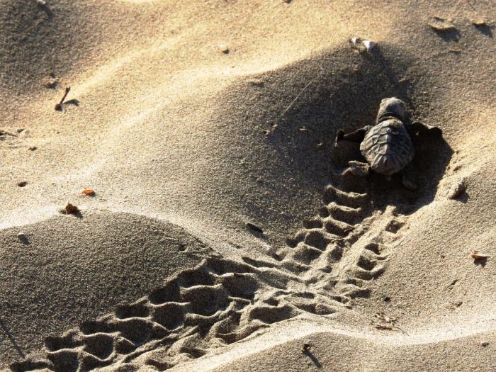 Caretta caretta