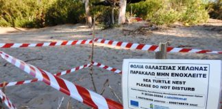 Τα πρώτα χελωνάκια Caretta – Caretta του Εθνικού Πάρκου Λιμνοθαλασσών Μεσολογγίου-Αιτωλικού