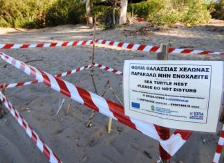 Τα πρώτα χελωνάκια Caretta – Caretta του Εθνικού Πάρκου Λιμνοθαλασσών Μεσολογγίου-Αιτωλικού