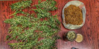 Καλλιεργούσε χασίς στην αυλή του σπιτιού του στο Μεσολόγγι