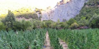 Πέντε συλλήψεις για τη χασισοφυτεία στο Παναιτωλικό όρος