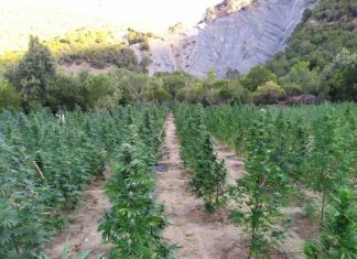 Πέντε συλλήψεις για τη χασισοφυτεία στο Παναιτωλικό όρος