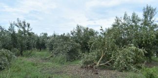 Ερώτηση του ΚΚΕ για τις καταστροφές στην Αιτωλοακαρνανία από τον “Ιανό”