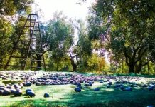 Ελιές Καλαμών: Μεγάλες ζημιές από το γλοιοσπόριο στην Αιτωλοακαρνανία