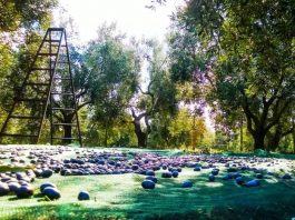 Κατρακυλά η τιμή της ελιάς Καλαμών: 50 έως 75 εκατ. το διακύβευμα για το αγροτικό εισόδημα της Αιτωλοακαρνανίας