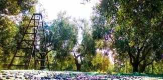 Ελιά Καλαμών: Νόμιμη η απόφαση Γεωργαντά για το ΣτΕ- Δικαίωση για τους παραγωγούς εκτός Μεσσηνίας