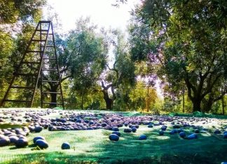 Νέα αναβολή εκδίκασης της υπόθεσης για την ΠΟΠ ελιά Καλαμών