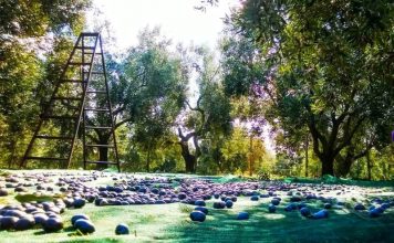 Ελιά Καλαμών : Ζητούν διάλογο με τους Μεσσήνιους και μάλιστα στην έδρα τους!