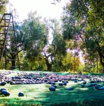 Επιτραπέζια ελιά: «Προ των πυλών» η συγκομιδή των πράσινων ποικιλιών – Οι εκτιμήσεις της ΔΟΕΠΕΛ