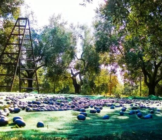 Επιτραπέζια ελιά: «Προ των πυλών» η συγκομιδή των πράσινων ποικιλιών – Οι εκτιμήσεις της ΔΟΕΠΕΛ