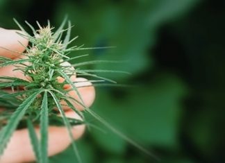 Καπνιστική κάνναβη, ανθοί και cbd vaporizer: Χαλάρωση και ευεξία όπου κι αν βρίσκεστε